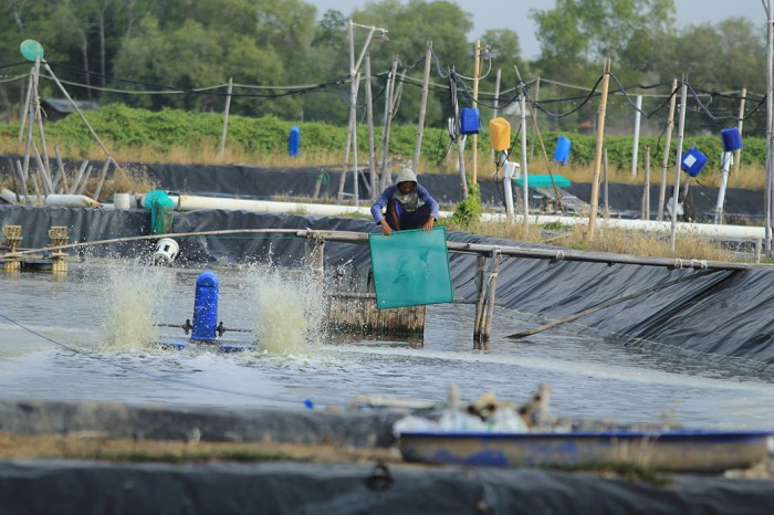 Peluang Bisnis Perikanan yang Bisa Jadi Ladang Emas!